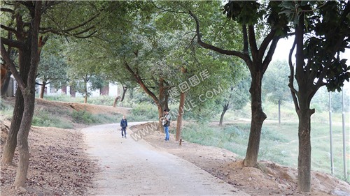 校园林荫大道-五里中学-未改造前老校园