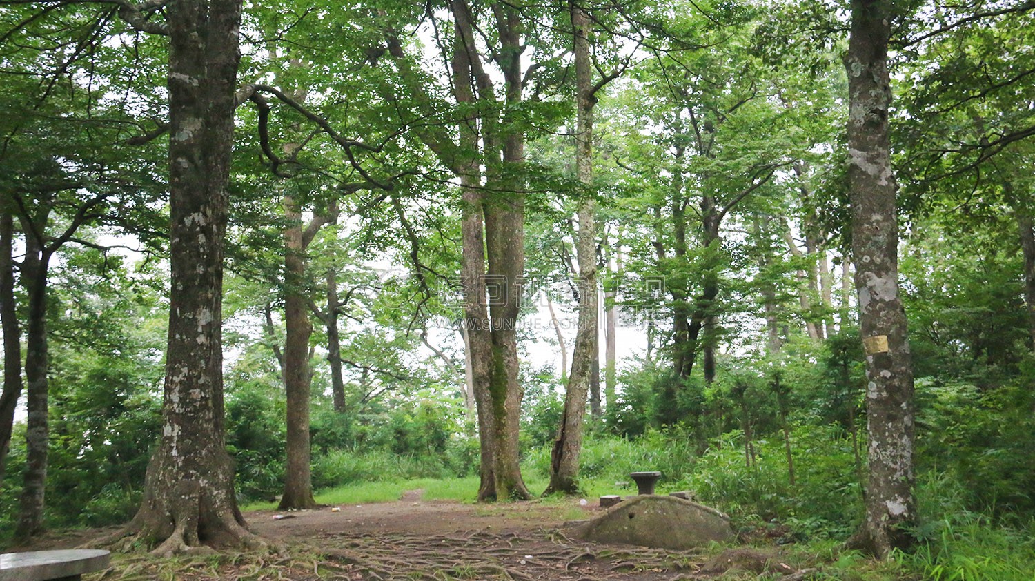 花瑶古寨-崇木凼古树林