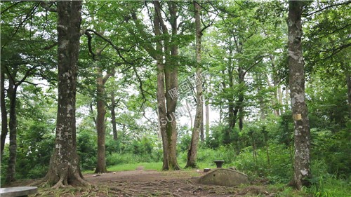 花瑶古寨-崇木凼古树林