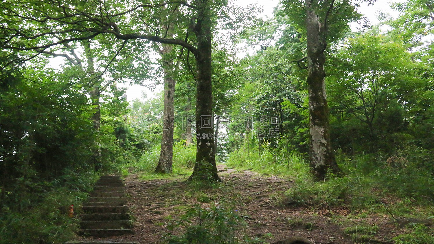 花瑶古寨-崇木凼古树林
