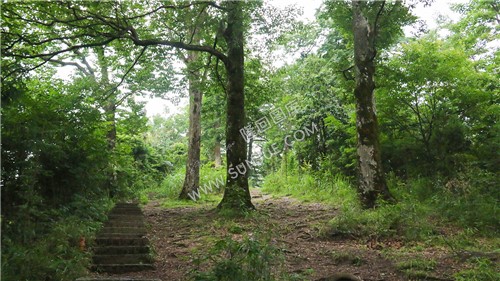 花瑶古寨-崇木凼古树林