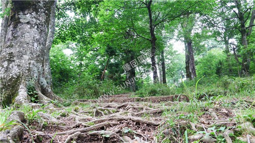 花瑶古寨-崇木凼古树林