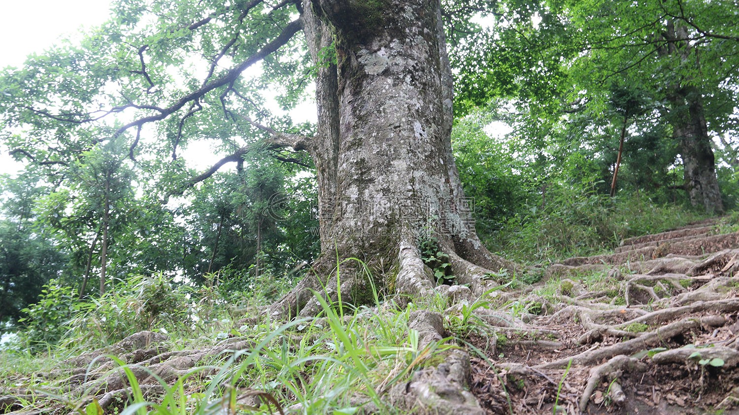 花瑶古寨-崇木凼古树林