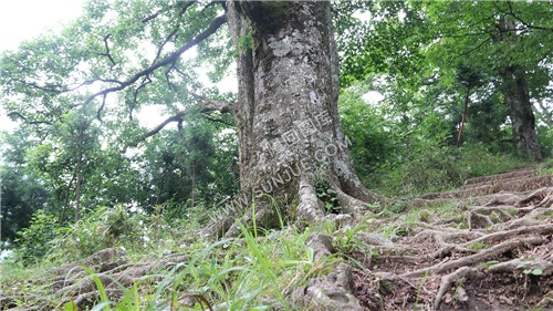 花瑶古寨-崇木凼古树林