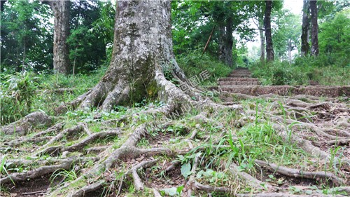 花瑶古寨-崇木凼古树林