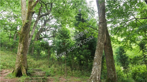 花瑶古寨-崇木凼古树林