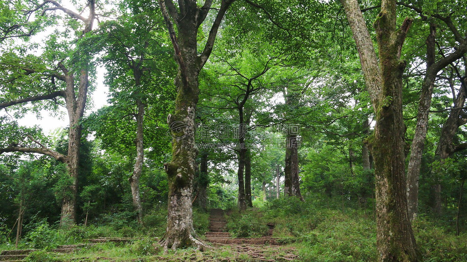 花瑶古寨-崇木凼古树林
