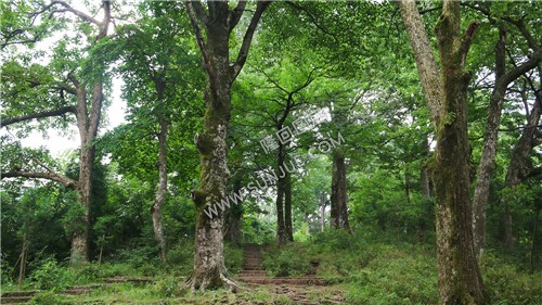 花瑶古寨-崇木凼古树林