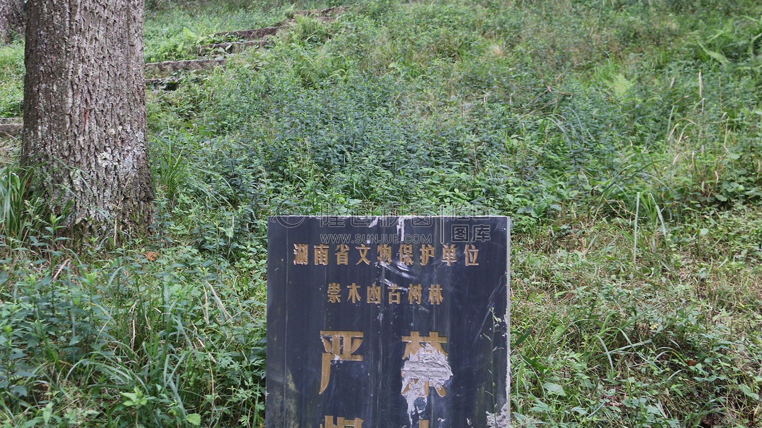 花瑶古寨-崇木凼古树林