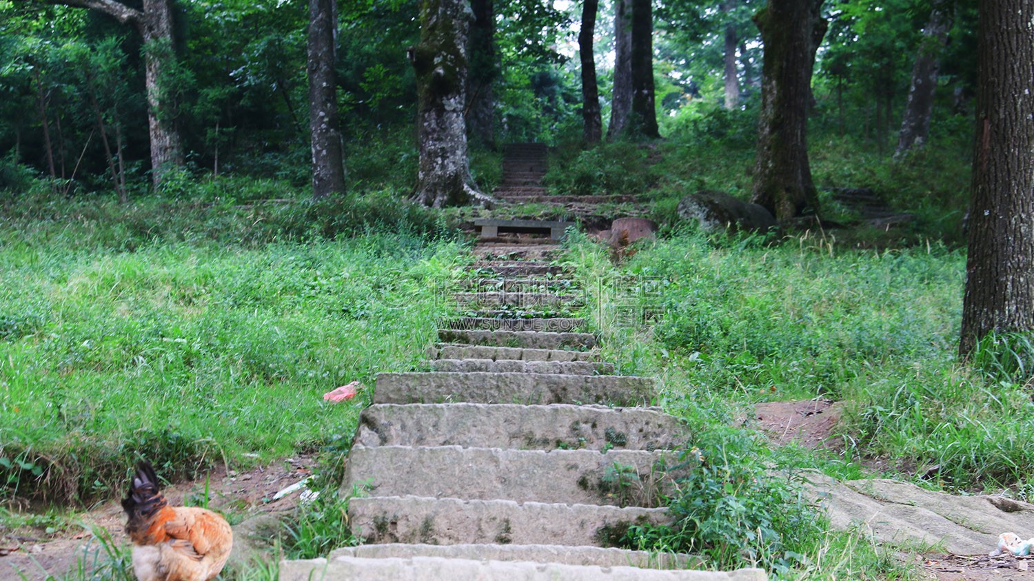 花瑶古寨-崇木凼古树林