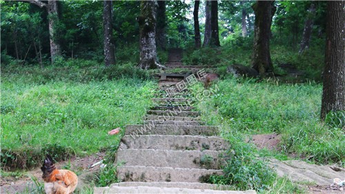 花瑶古寨-崇木凼古树林