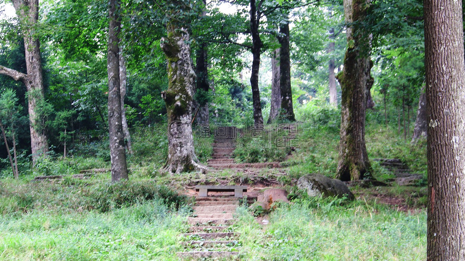 花瑶古寨-崇木凼古树林