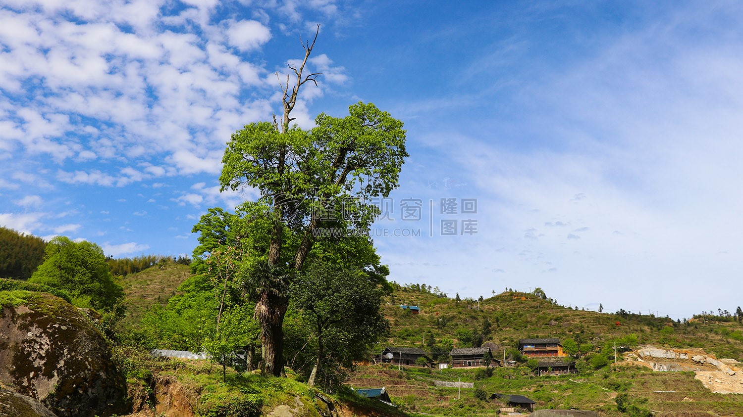 村落古树