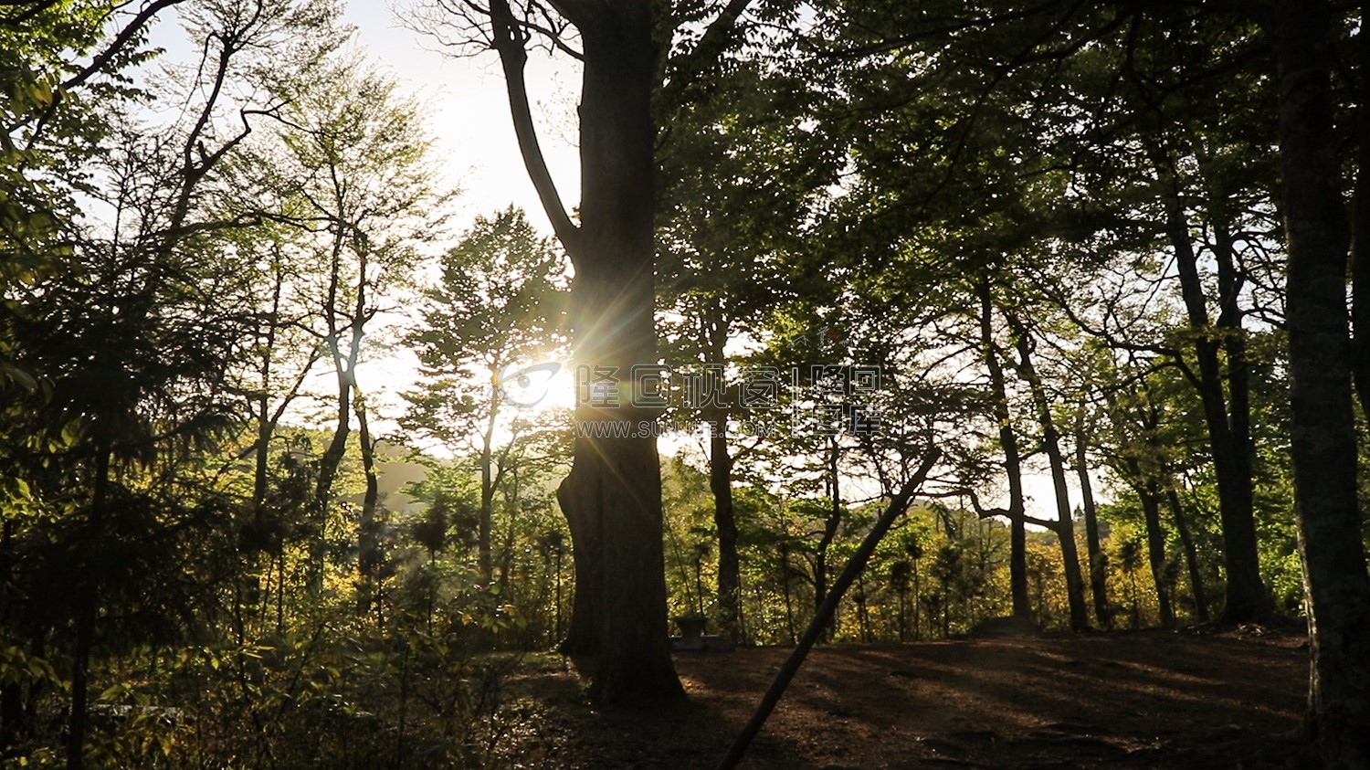 崇木凼古树林-花瑶古寨