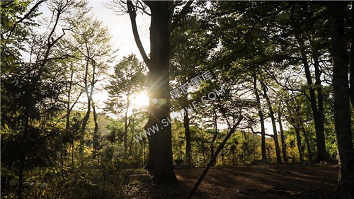 崇木凼古树林-花瑶古寨
