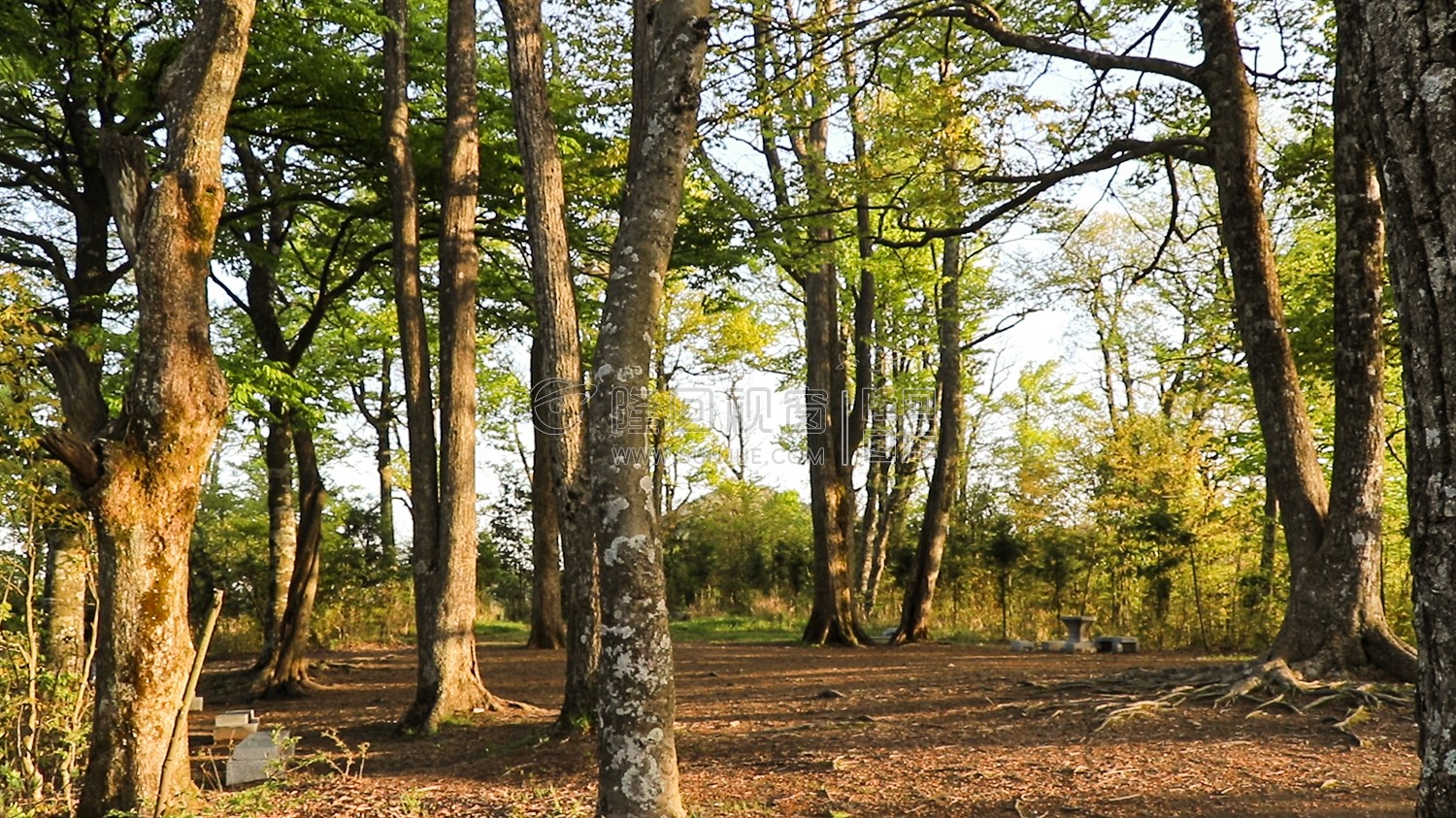 崇木凼古树林-花瑶古寨
