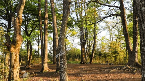 崇木凼古树林-花瑶古寨