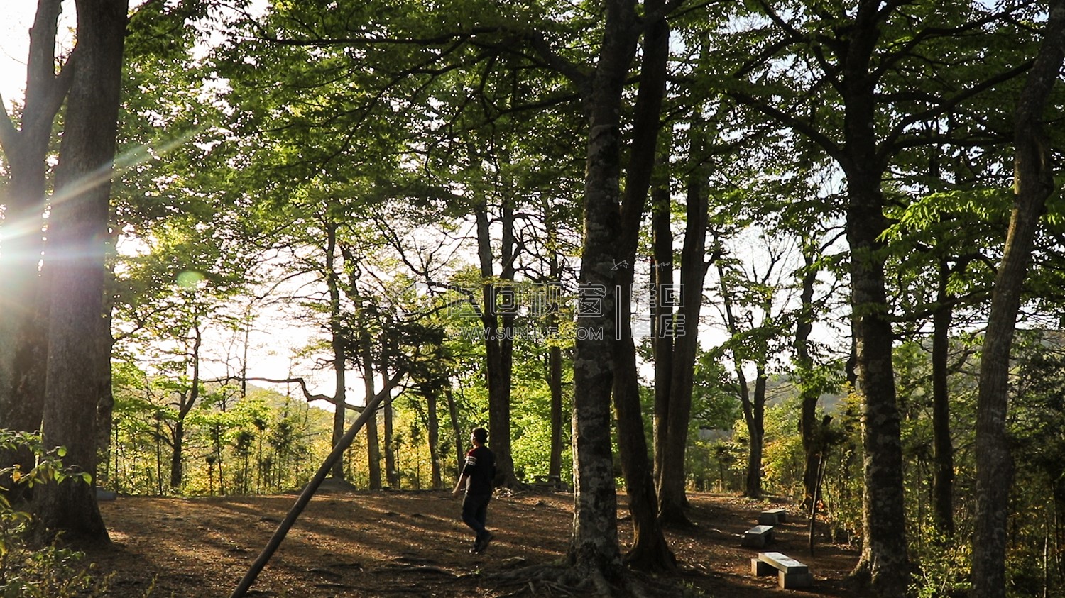 崇木凼古树林-花瑶古寨