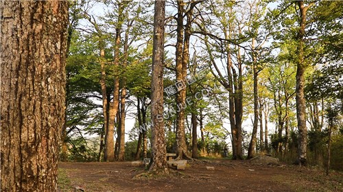 崇木凼古树林-花瑶古寨