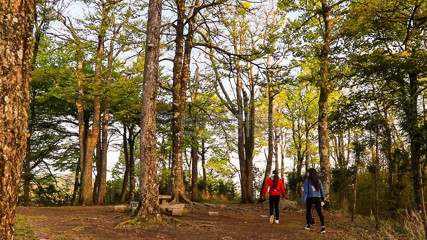 崇木凼古树林-花瑶古寨
