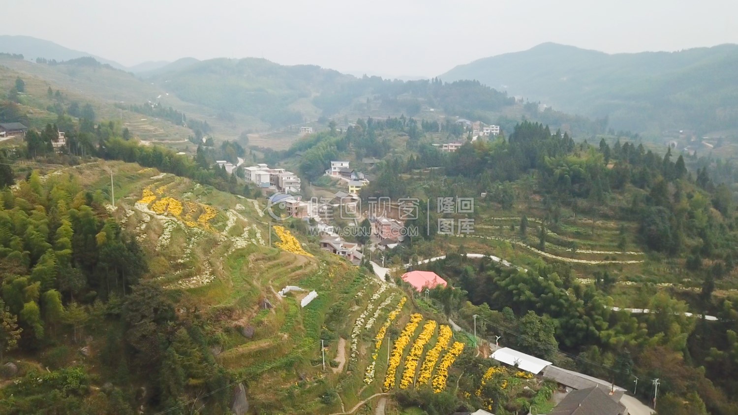 山头种植了菊花-铜钱坪村