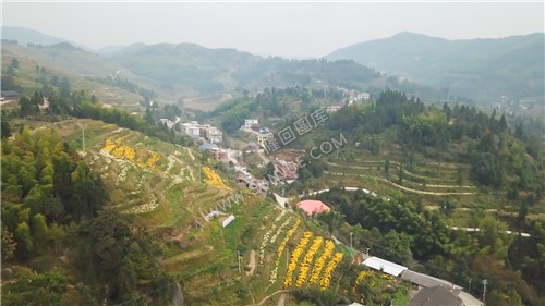山头种植了菊花-铜钱坪村