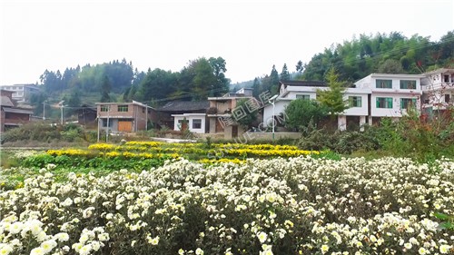 种植的菊花-铜钱坪村
