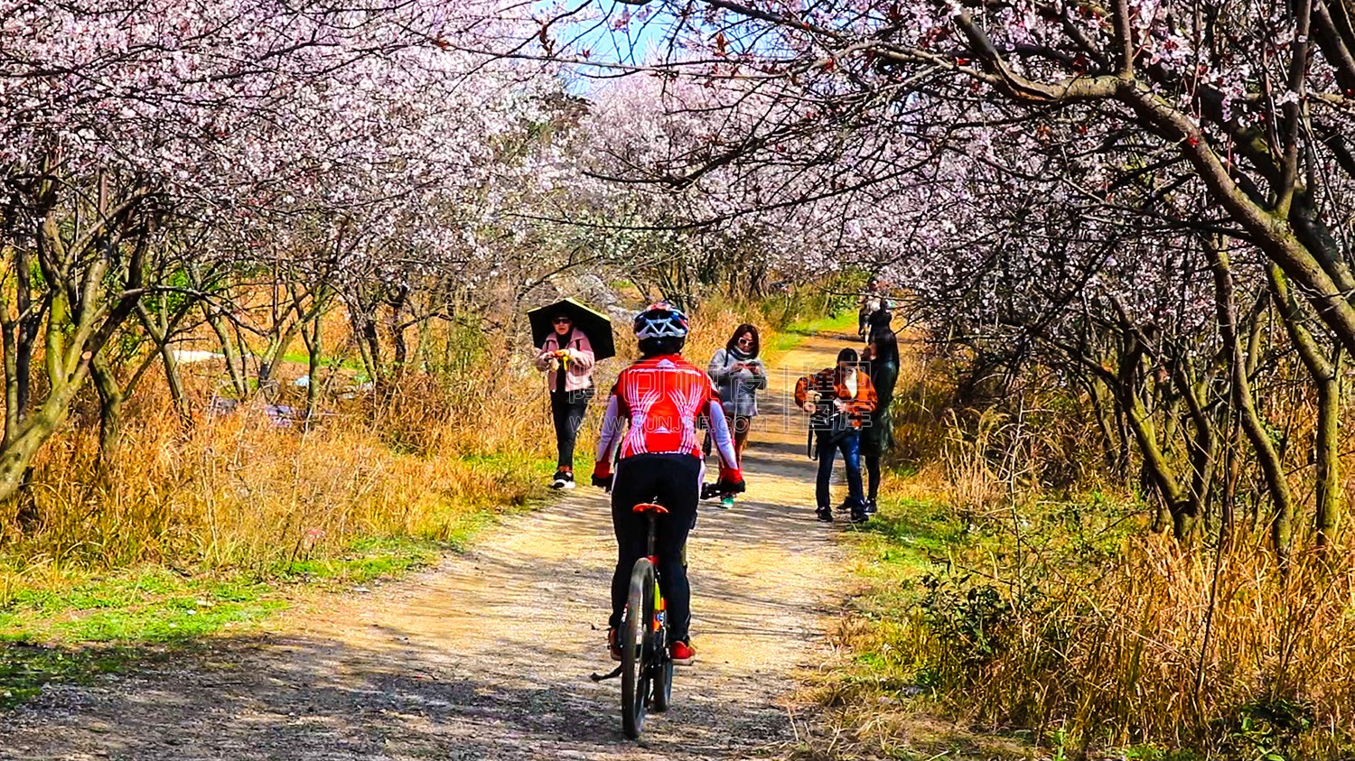 隆回二中旁桃花林