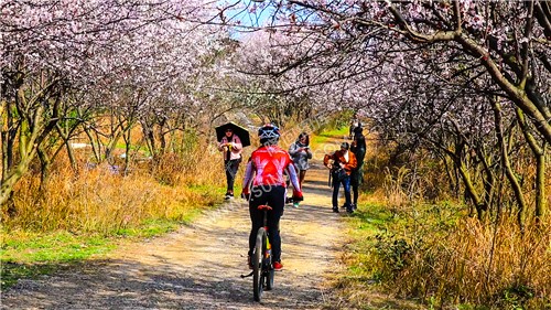 隆回二中旁桃花林