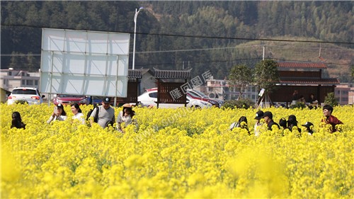 魏源故居的油菜花开了