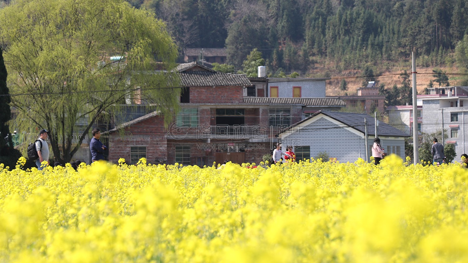 魏源故居的油菜花开了