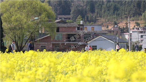 魏源故居的油菜花开了