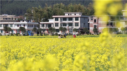 魏源故居的油菜花开了