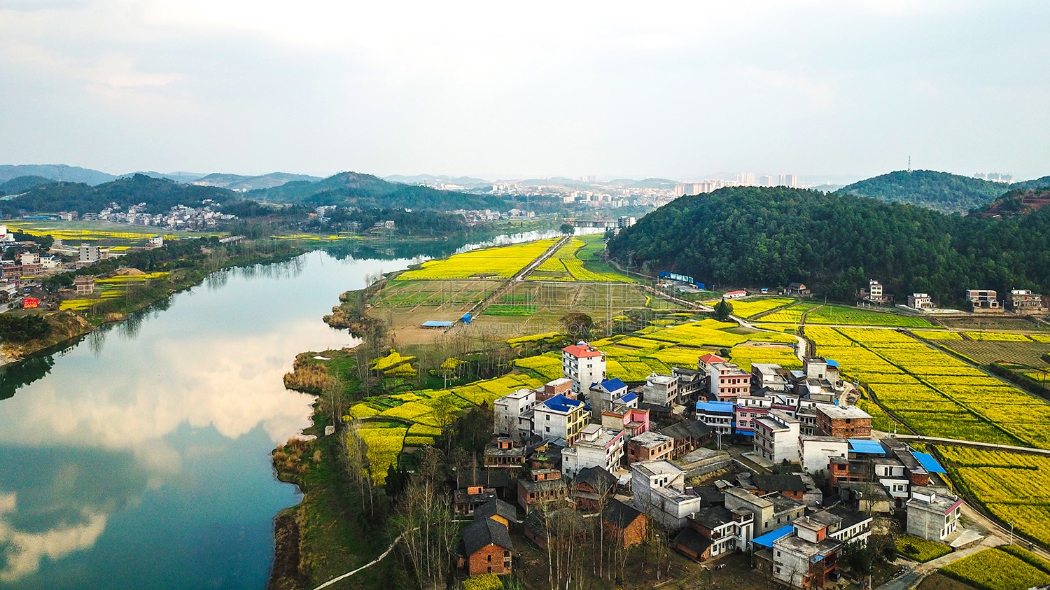 沙坪油菜花开了