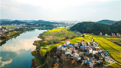 沙坪油菜花开了