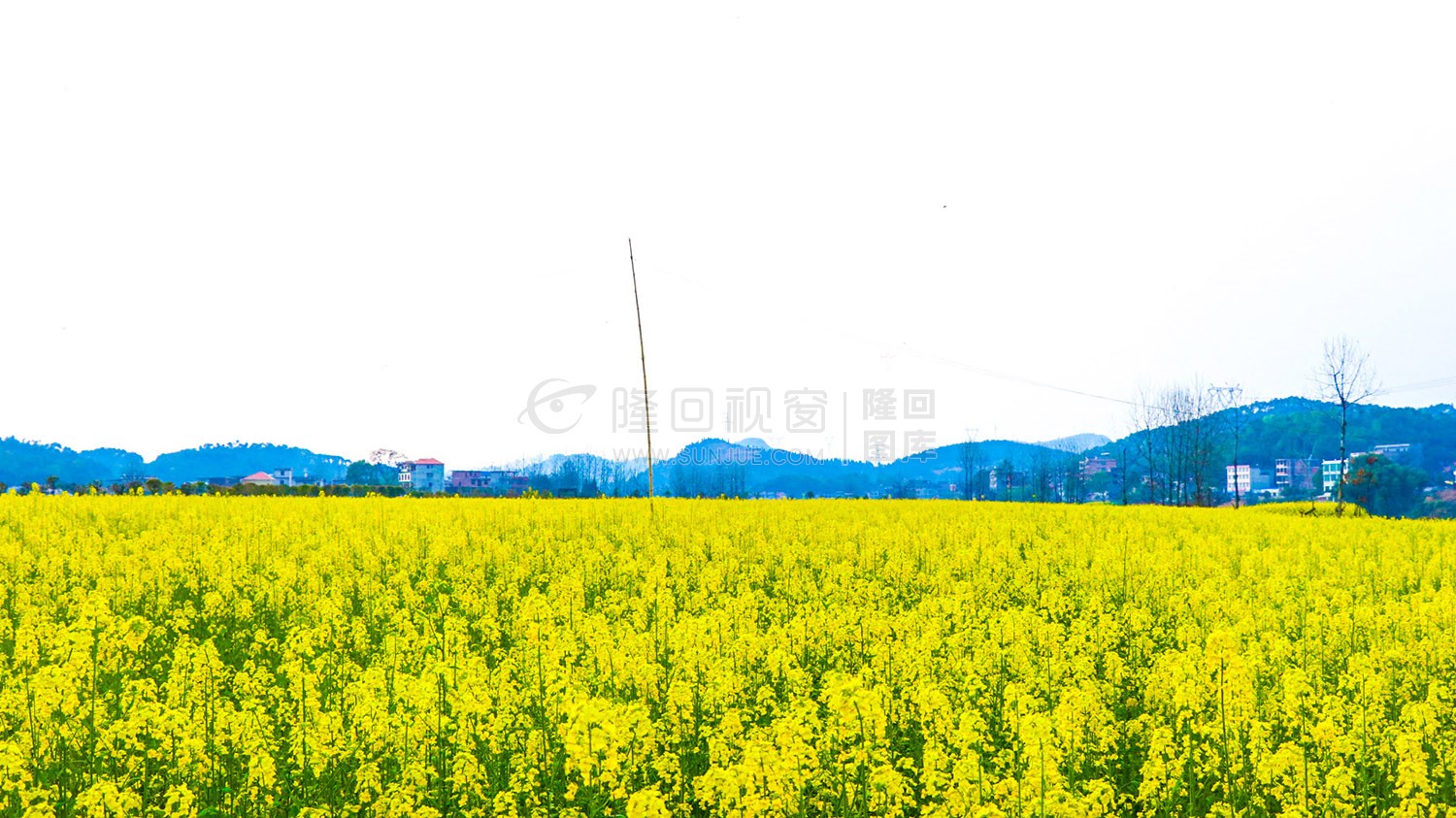 沙坪油菜花开了