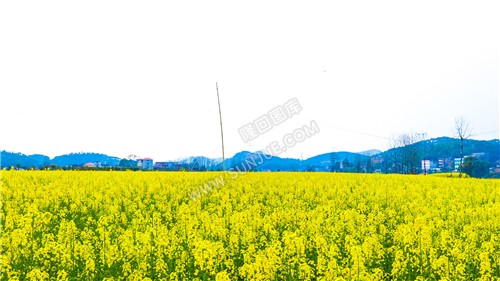 沙坪油菜花开了