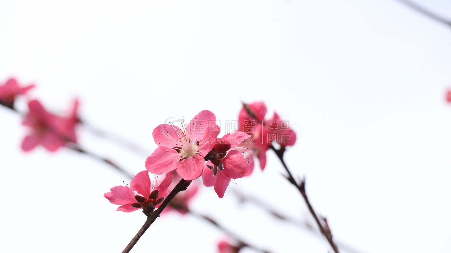 沙坪油菜花开了