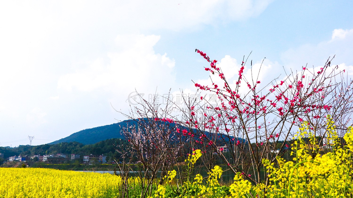 沙坪油菜花开了