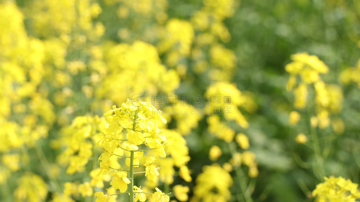 沙坪油菜花开了