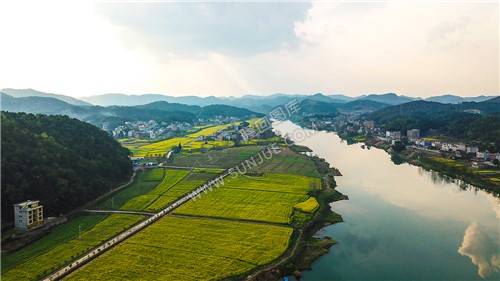 沙坪油菜花开了