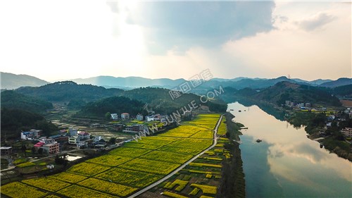 沙坪油菜花开了