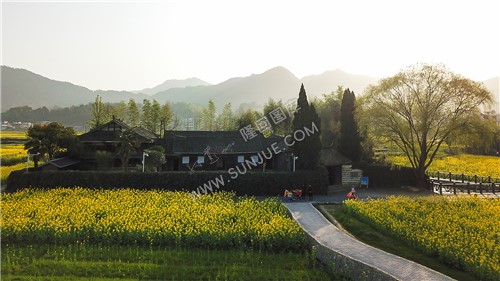 魏源故居的油菜花开了