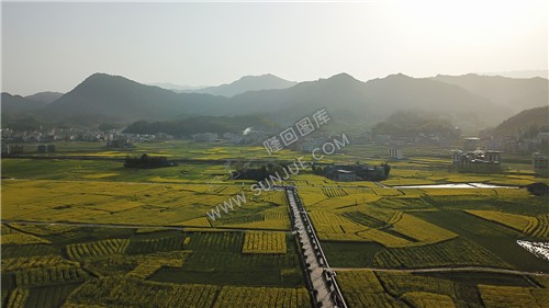 魏源故居的油菜花开了