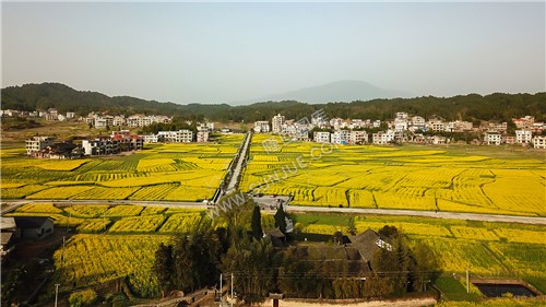 魏源故居的油菜花开了