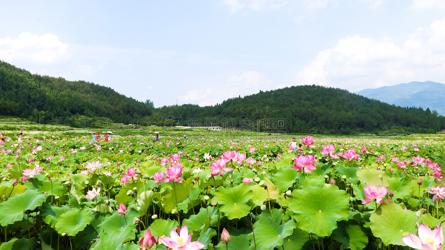 九牛坳荷花开了