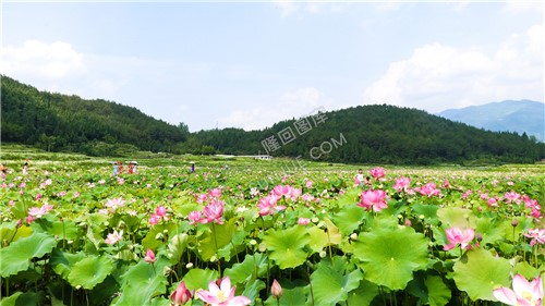 九牛坳荷花开了