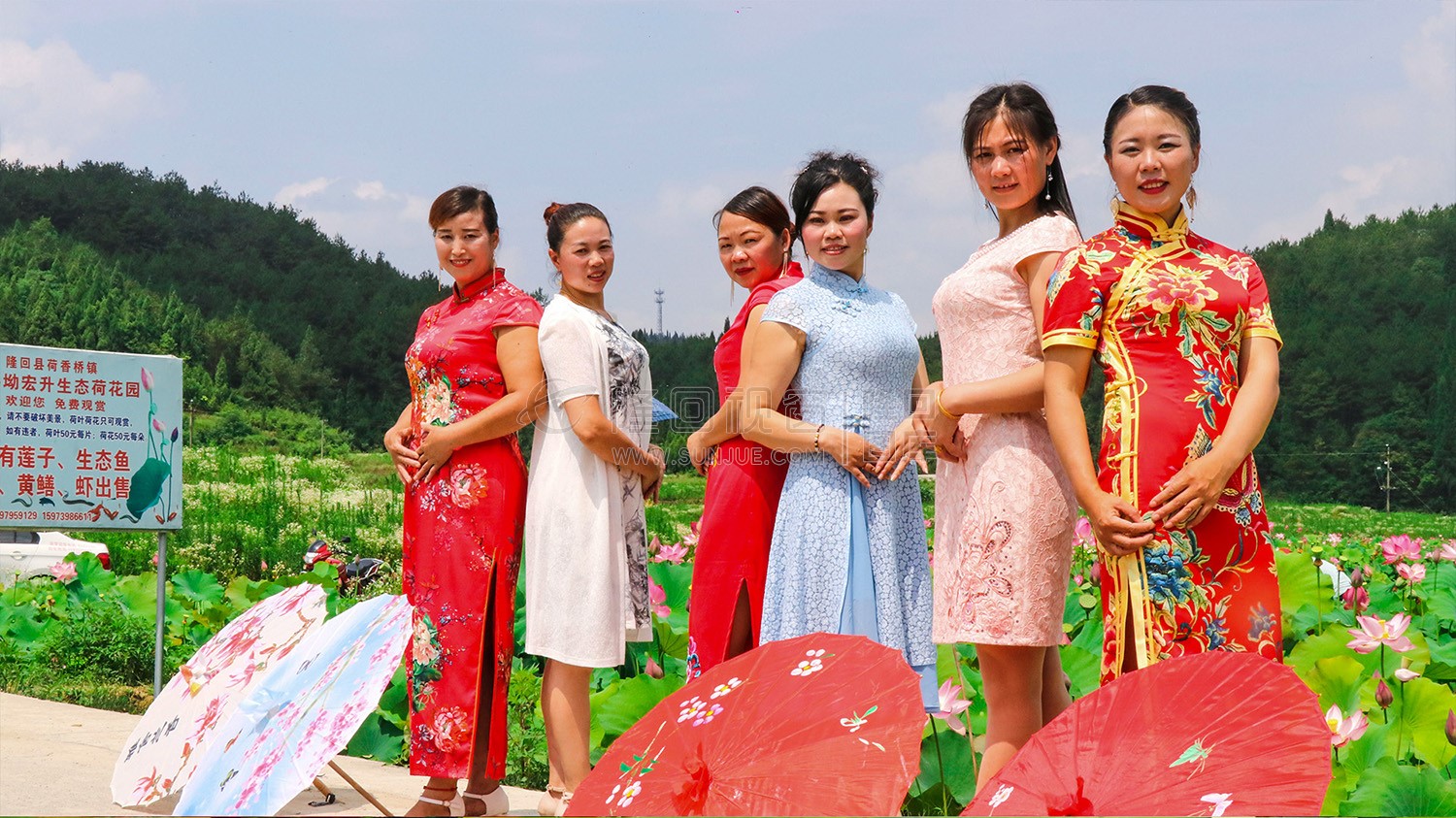 九牛坳荷花开了