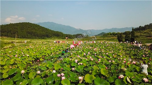 九牛坳荷花开了