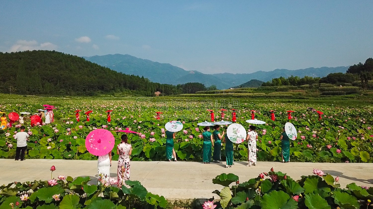 九牛坳荷花开了
